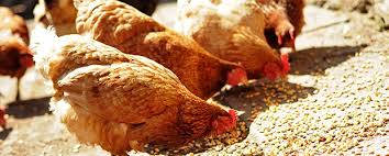 feed additive feed additive